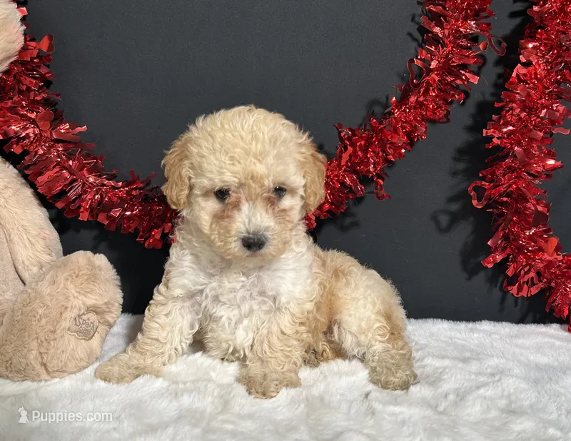Ariel – Poodle - Toy  puppy for sale in Plainville, IN