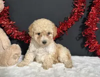 Ariel, a female Poodle - Toy  for sale in Plainville, IN – 1 of 7