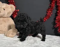 Claire, a female Poodle - Toy  for sale in Plainville, IN – 8 of 8