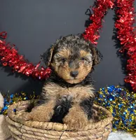 Bandit, a male Yorkipoo for sale in Plainville, IN – 4 of 8