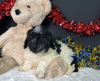 Tyson, a male Poodle - Miniature  for sale in Plainville, IN – 3 of 3