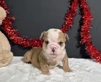 Bruiser, a male English Bulldog for sale in Plainville, IN – 2 of 6