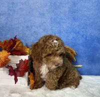 Flash, a male Poodle - Miniature  for sale in Plainville, IN – 6 of 7