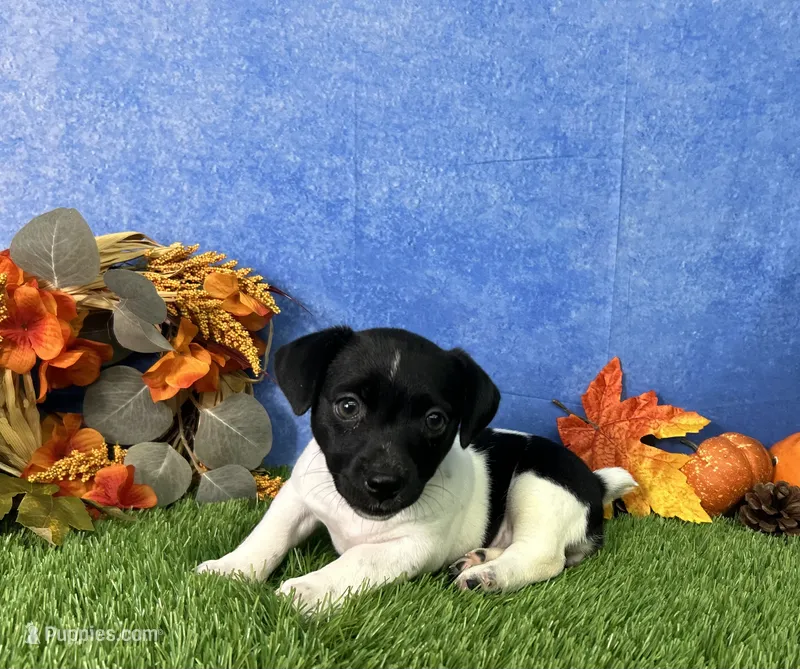 Laney – Rat Terrier puppy for sale in Plainville, IN
