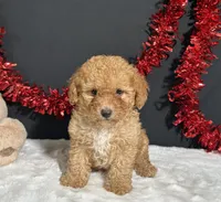 Emery, a male Poodle - Toy  for sale in Plainville, IN – 3 of 7