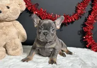 Brynna, a female French Bulldog for sale in Plainville, IN – Photo 5 of 5