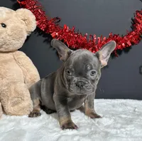 Brynna, a female French Bulldog for sale in Plainville, IN – Photo 2 of 5