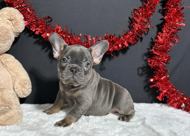 Brynna – French Bulldog puppy for sale in Plainville, IN