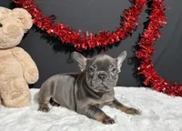 Brynna, a female French Bulldog for sale in Plainville, IN – Photo 4 of 5