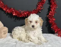 Bianca, a female Poodle - Miniature  for sale in Plainville, IN – Photo 3 of 6