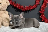 Brynna, a female French Bulldog for sale in Plainville, IN – Photo 3 of 5