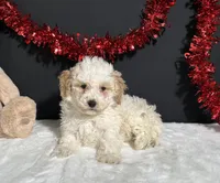 Bianca, a female Poodle - Miniature  for sale in Plainville, IN – Photo 2 of 6
