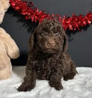 Teddy, a male Poodle - Miniature  for sale in Plainville, IN – Photo 5 of 8