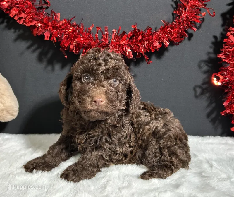 Teddy – Poodle - Miniature  puppy for sale in Plainville, IN