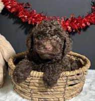 Teddy, a male Poodle - Miniature  for sale in Plainville, IN – Photo 8 of 8