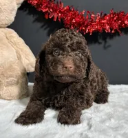 Teddy, a male Poodle - Miniature  for sale in Plainville, IN – Photo 6 of 8
