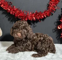 Teddy, a male Poodle - Miniature  for sale in Plainville, IN – Photo 2 of 8