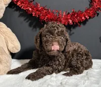 Teddy, a male Poodle - Miniature  for sale in Plainville, IN – Photo 4 of 8