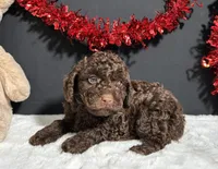 Teddy, a male Poodle - Miniature  for sale in Plainville, IN – Photo 3 of 8