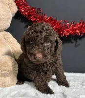 Teddy, a male Poodle - Miniature  for sale in Plainville, IN – Photo 7 of 8