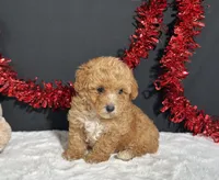 Andrea, a female Poodle - Toy  for sale in Plainville, IN – 2 of 7