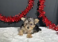 Tootsie, a female Morkie for sale in Plainville, IN – 5 of 9