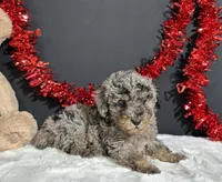 Bandit, a male Poodle - Miniature  for sale in Plainville, IN – 4 of 5