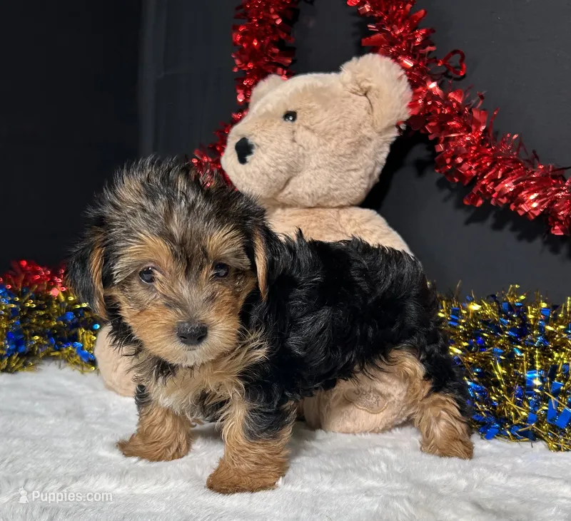 Rosie – Yorkipoo puppy for sale in Plainville, IN