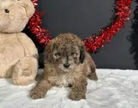 Fern, a female Poodle - Miniature  for sale in Plainville, IN – 2 of 8