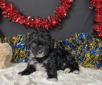 Millie, a female Maltipoo for sale in Plainville, IN – 6 of 7