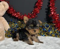 Nugget, a male Yorkshire Terrier for sale in Plainville, IN – 3 of 6