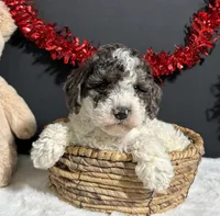 Cooper, a male Poodle - Miniature  for sale in Plainville, IN – Photo 8 of 9