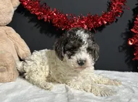 Cooper, a male Poodle - Miniature  for sale in Plainville, IN – Photo 4 of 9