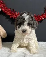 Cooper, a male Poodle - Miniature  for sale in Plainville, IN – Photo 6 of 9