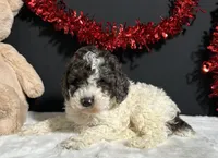 Cooper, a male Poodle - Miniature  for sale in Plainville, IN – Photo 3 of 9