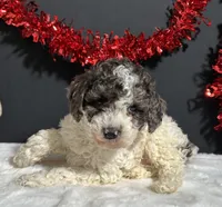 Cooper, a male Poodle - Miniature  for sale in Plainville, IN – Photo 2 of 9