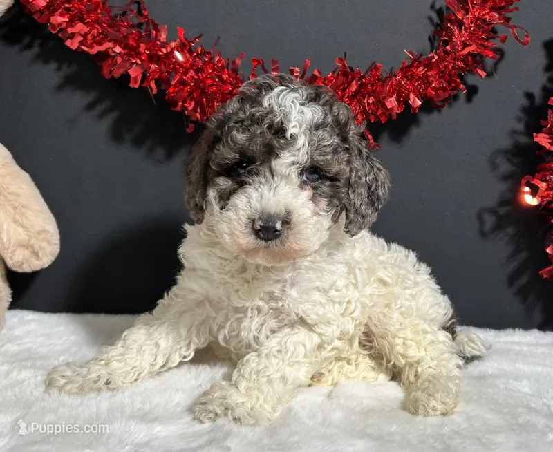Cooper – Poodle - Miniature  puppy for sale in Plainville, IN