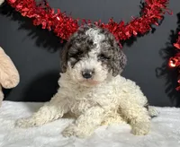 Cooper, a male Poodle - Miniature  for sale in Plainville, IN – Photo 1 of 9