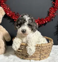 Cooper, a male Poodle - Miniature  for sale in Plainville, IN – Photo 9 of 9