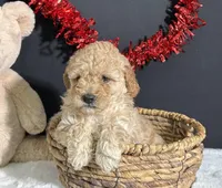 Sadie, a female Poodle - Miniature  for sale in Plainville, IN – Photo 2 of 6