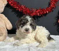 Cooper, a male Poodle - Miniature  for sale in Plainville, IN – Photo 7 of 9