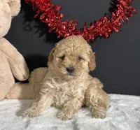 Sadie, a female Poodle - Miniature  for sale in Plainville, IN – Photo 1 of 6
