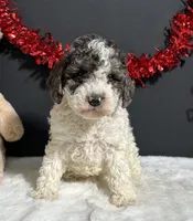 Cooper, a male Poodle - Miniature  for sale in Plainville, IN – Photo 5 of 9