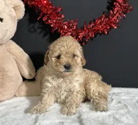 Sadie, a female Poodle - Miniature  for sale in Plainville, IN – Photo 5 of 6