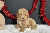 Bandit, a male Poodle - Miniature  for sale in Plainville, IN – 8 of 9