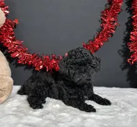 Claire, a female Poodle - Toy  for sale in Plainville, IN – 4 of 8
