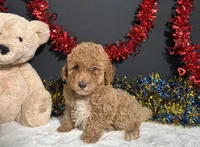 Kathy, a female Poodle - Miniature  for sale in Plainville, IN – 6 of 6