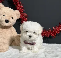 Lil Teddy, a male Maltese for sale in Plainville, IN – 5 of 6