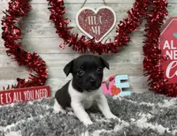 Lil Henry, a male Rat Terrier for sale in Plainville, IN – Photo 1 of 2