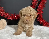 Ellie, a female Poodle - Miniature  for sale in Plainville, IN – 5 of 7